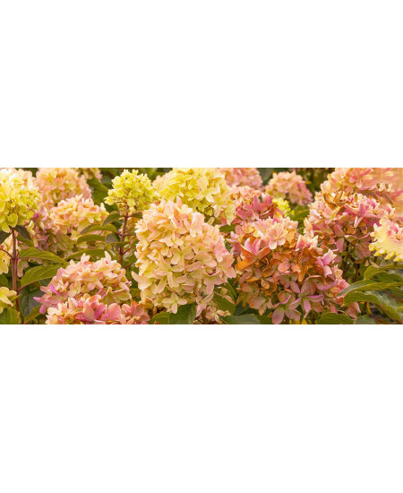 Hortensia Paniculata