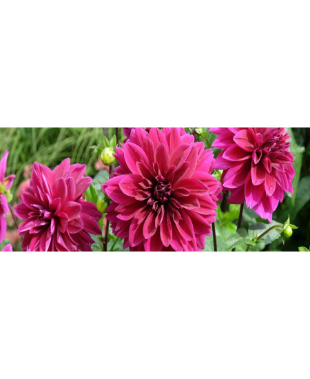 Daliile Gradinilor Premium - Bulbi de Dalii