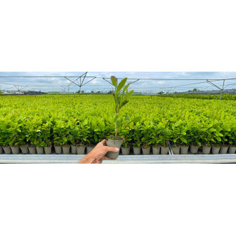 Magnolie la Ghiveci P9 - Startul Perfect pentru Grădina Ta