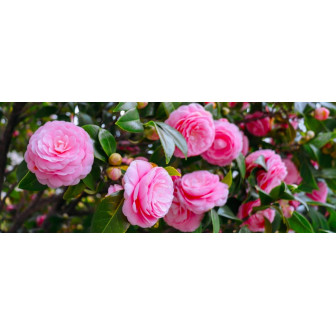 Camelia Japonica la Ghiveci 2 litri