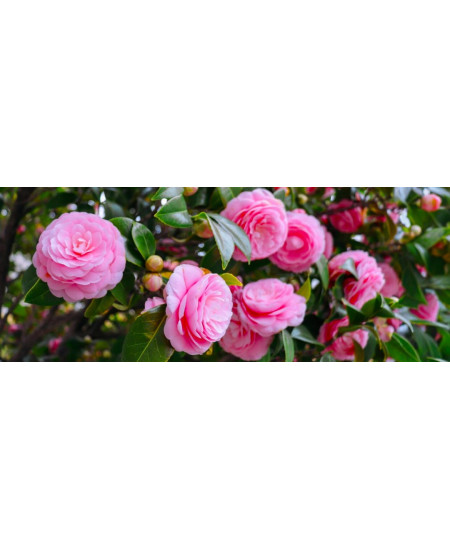 Camelia Japonica la Ghiveci 2 litri