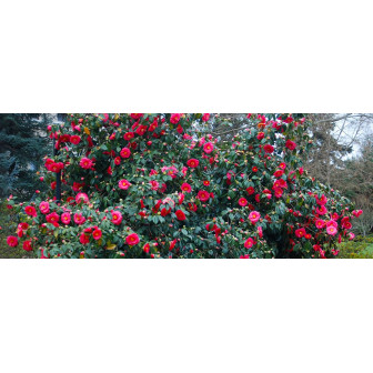 Camelia Japonica la Ghiveci 5 litri
