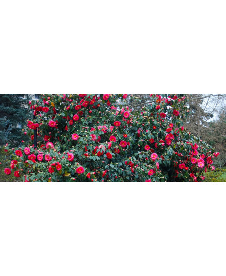 Camelia Japonica la Ghiveci 5 litri