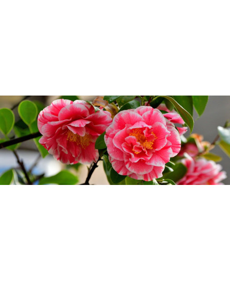 Camelia Japonica la Ghiveci P9