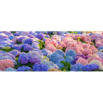 Hortensia Macrophylla la Ghiveci – Soiuri Premium Bulbshop