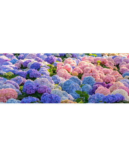 Hortensia Macrophylla