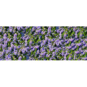 Rozmarin Curgător Blue Cascade Ghiveci P10.5 20-30cm - Bulbshop