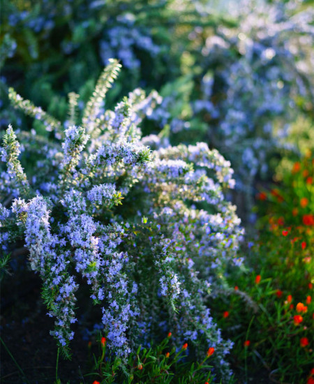 Rozmarin Curgător "Blue Cascade"