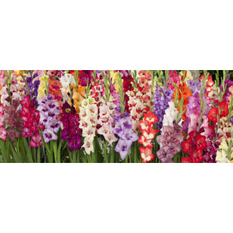 Gladiole - Bulbi de Gladiola Parfumata - Bulbshop