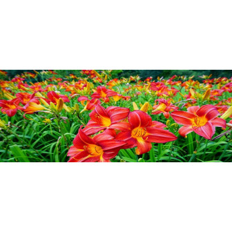 Hemerocallis | Bulbi de Crini de o Zi.