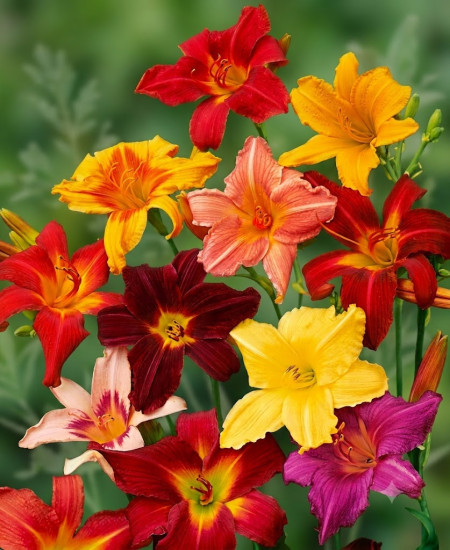 Rădăcini Hemerocallis