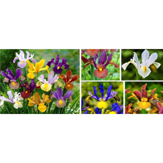 Iris Bulbi: Reticulata, Hollandica, Stanjenel, Germanica