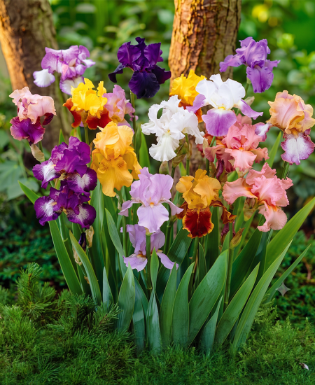 Bulbi Iris Hollandica