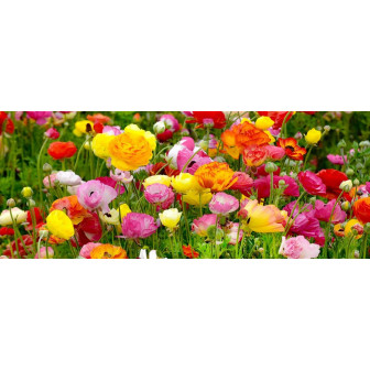 Ranunculus Piciorul Cocoșului: Bulbi de Toamna