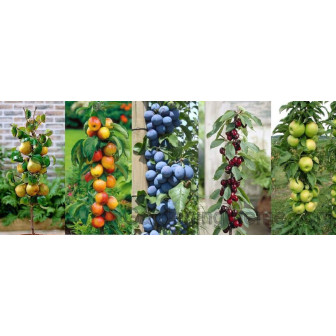 Pomi Fructiferi Columnari - Spațiu Mic, Recoltă Mare!