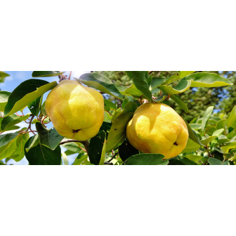 Pomi Fructiferi Romanesti : Gutui Altoit Premium!