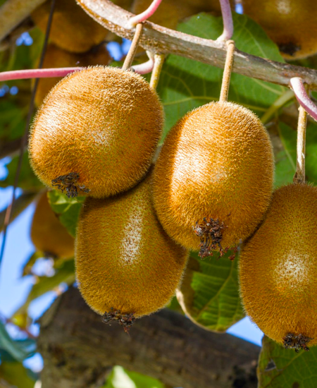 Kiwi Înrădăcinat la Ghiveci
