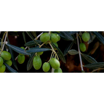 Pomi Fructiferi : Măslin - Simbol al Mediteranei Premium.