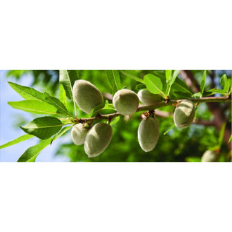 Migdal (Arborele de Migdale) - Pomi Fructiferi - Bulbshop