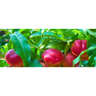 Pomi Fructiferi : Soiuri de Nectarine Dulci si Zemoase!