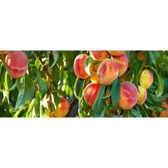 Pomi fructiferi : Piersic | Pom fructifer delicios și parfumat.