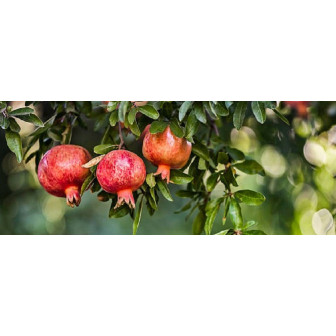 Rodiu Altoit - Pom Fructifer Premium - Bulbshop