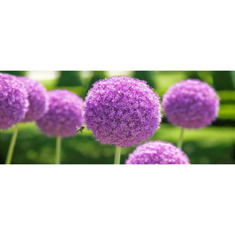Bulbi de Allium: Ceapa Decorativa si Ornamentala.