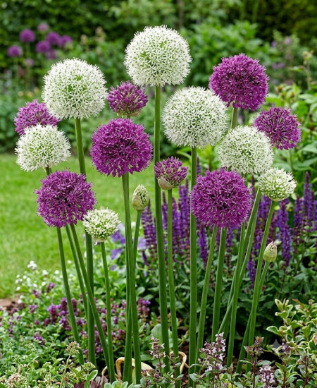 Bulbi Alium