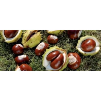 Castani Comestibili Romanesti - Anul 3 - 200 cm - Bulbshop