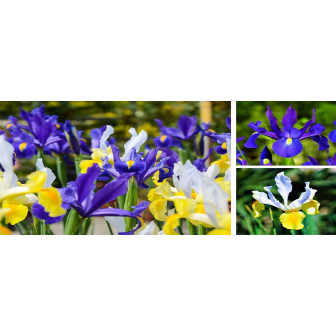 Iris Bulbi Flori Hollandica de Gradina sau Ghiveci