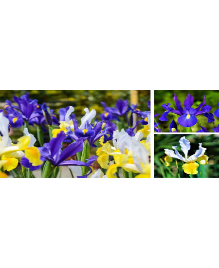 Bulbi Iris Hollandica