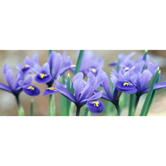 Iris Bulbi Reticulata Stânjenel de Vanzare Gradina si Ghiveci