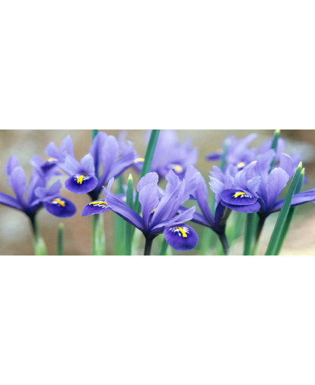 Bulbi Iris Reticulata (Stanjenel)