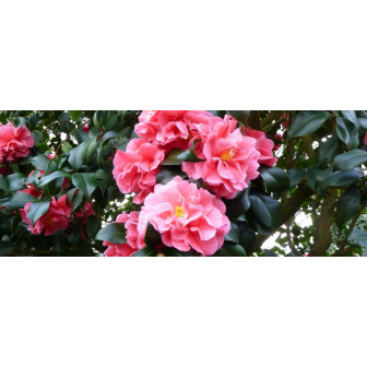 Camellia Japonica la Ghiveci - Camelia Japoneza - Bulbshop