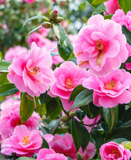 Camelia Japonica la Ghiveci