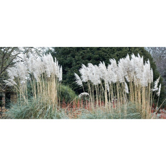 Iarba de Pampas la Ghiveci - Bulbshop