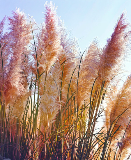 Iarba de Pampas la Ghiveci